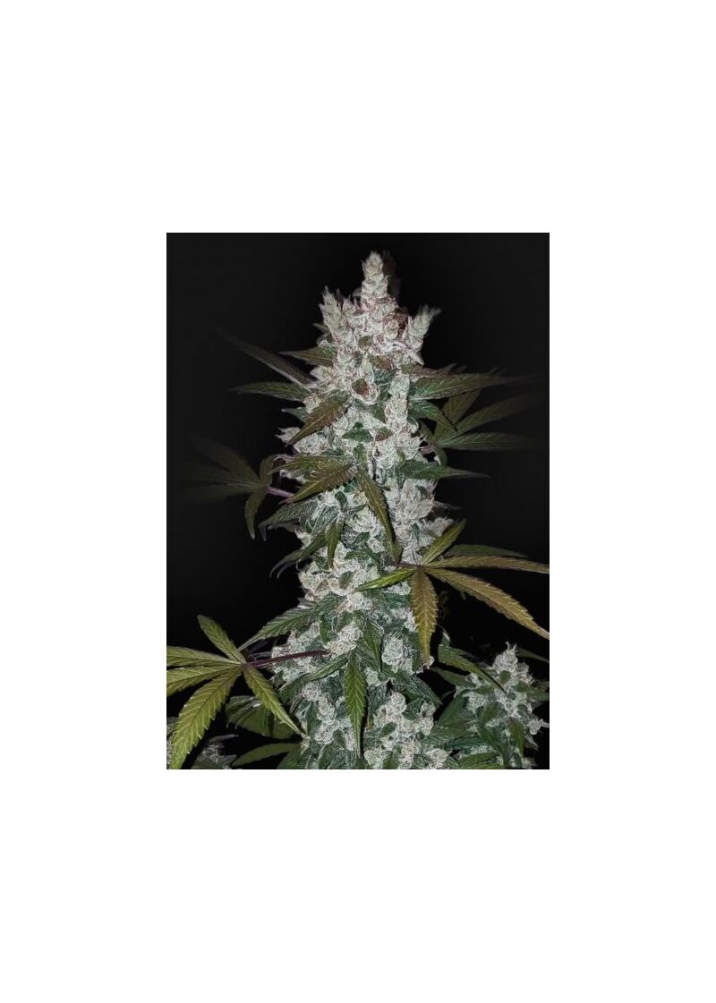 Auto Girl Scout Cookies, Фасовка: 5